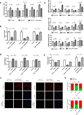 Bone morphogenetic protein-7 attenuates pancreatic damage under diabetic conditions and prevents progression to diabetic nephropathy via inhibition of ferroptosis